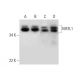 NIF3L1 Antibody (B-8) - Western Blotting - Image 296869 
