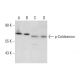 NIH/3T3 + anisomycin Cell Lysate: Western blot analysis of Caldesmon... 