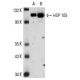 NIH/3T3 + heat shock Cell Lysate: sc-2217. Western blot analysis...
