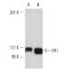NIH/3T3 + heat shock Cell Lysate: sc-2217. Western blot analysis... 