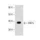 OXA1L Antibody (F-8) - Western Blotting - Image 149696