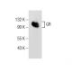 GR/NR3C1/Glucocorticoid Receptor Antibody (A-4) - Western Blotting - Image 155608 