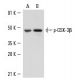 NIH/3T3 + PDGF Cell Lysate: sc-3803. Western blot analysis of... 