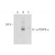 NIH/3T3 + PDGF Cell Lysate: sc-3803. Western blot analysis of...