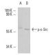 NIH/3T3 + PMA Cell Lysate: sc-24748. Western blot analysis of...