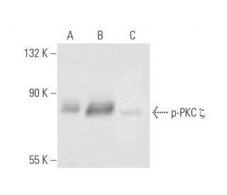 NIH/3T3 + PMA Cell Lysate: sc-24748. Western blot analysis of... 