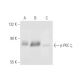 NIH/3T3 + PMA Cell Lysate: sc-24748. Western blot analysis of... 
