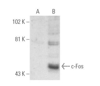 NIH/3T3 + PMA nuclear extract: sc-2125. Western blot analysis of... 