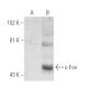 NIH/3T3 + PMA nuclear extract: sc-2125. Western blot analysis of... 
