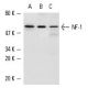 NIH/3T3 + PMA nuclear extract: sc-2125. Western blot analysis of...