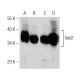 NIH/3T3 + serum Cell Lysate: sc-2248. Western blot analysis of...
