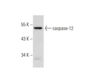 NIH/3T3 + UV Cell Lysate: sc-3804. Western blot analysis of...