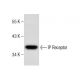 IP Receptor (M-20): sc-20438. Western blot analysis of IP Receptor expression in NIH/3T3 whole cell lysate. 