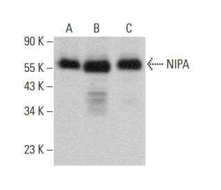 NIPA Antibody (B-10) - Western Blotting - Image 384402 