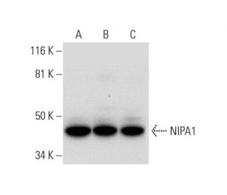 NIPA1 Antibody (E-4) - Western Blotting - Image 300483 