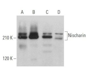 Nischarin Antibody (F-3) - Western Blotting - Image 375907 
