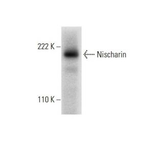 Nischarin Antibody (G-3) - Western Blotting - Image 297612
