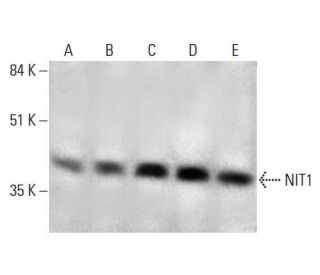 NIT1 Antibody (D-7) - Western Blotting - Image 351845