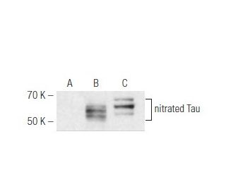 nitrated Tau Antibody (Tau-nY29) - Western Blotting - Image 47801 
