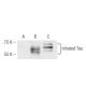 nitrated Tau Antibody (Tau-nY29) - Western Blotting - Image 47801 