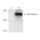 Nitrotyrosine Antibody (39B6) - Western Blotting - Image 9928 
