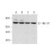 NK-1R Antibody (F-3) - Western Blotting - Image 320239