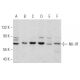 NK-1R Antibody (F-3) - Western Blotting - Image 356634 