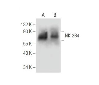 NK 2B4 Antibody (HD2) - Western Blotting - Image 57510 