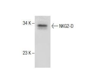 NKG2-D Antibody (5C6) - Western Blotting - Image 285095 