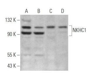 NKHC1 Antibody (G-1) - Western Blotting - Image 369908 