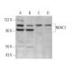 NKHC1 Antibody (G-1) - Western Blotting - Image 369908 