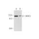 NKHC2 Antibody (A-2) - Western Blotting - Image 291061