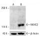 NKHC2 Antibody (B-9) - Western Blotting - Image 414582 