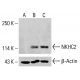 NKHC2 Antibody (E-5) - Western Blotting - Image 414581 