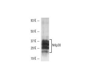 NKp30 Antibody (CLH9) - Western Blotting - Image 10836 