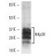 NKp30 Antibody (CLH9) - Western Blotting - Image 10836 