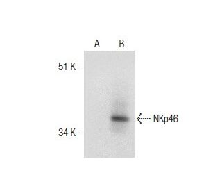 NKp46 Antibody (9E2) - Western Blotting - Image 160703