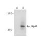 NKp46 Antibody (9E2) - Western Blotting - Image 160703
