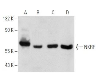 NKRF Antibody (E-12) - Western Blotting - Image 358388 