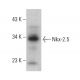 Nkx-2.5 Antibody (F-2) - Western Blotting - Image 353956 