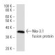 Nkx-3.1 Antibody (820C3a) - Western Blotting - Image 16867