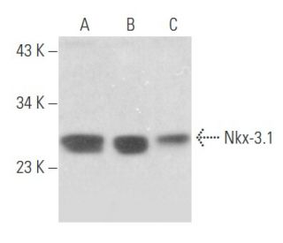 Nkx-3.1 Antibody (A-3) - Western Blotting - Image 356143 