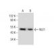 NLE1 Antibody (G-5) - Western Blotting - Image 281829 