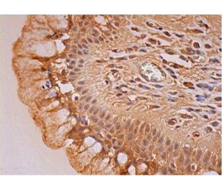 Nlk Antibody (B-5) - Immunohistochemistry - Image 293412 