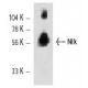 Nlk Antibody (B-5) - Western Blotting - Image 12518