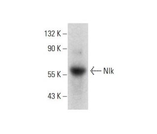 Nlk Antibody (H-2) - Western Blotting - Image 132730