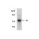 Nlk Antibody (H-2) - Western Blotting - Image 132730
