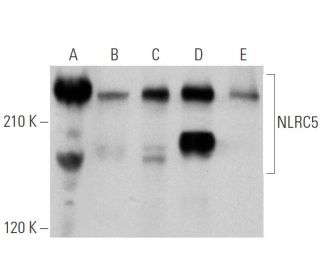 NLRC5 Antibody (B-10) - Western Blotting - Image 356250 