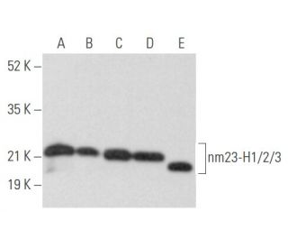 nm23-H1/2/3 Antibody (E-11) - Western Blotting - Image 355843 