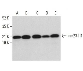 nm23-H1 Antibody (C-8) - Western Blotting - Image 373478 